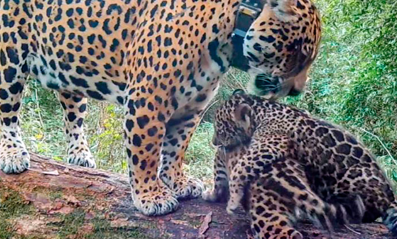 Mombyry e Yvoty nacieron en el Iberá y ya son doce los yaguaretés que habitan los Esteros