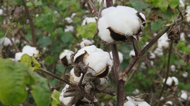 Presentan nuevas variedades de algodón con tolerancia a diferentes herbicidas