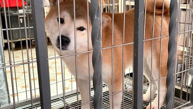 Clausuraron un criadero ilegal de perros de origen japonés : rescataron 24 animales