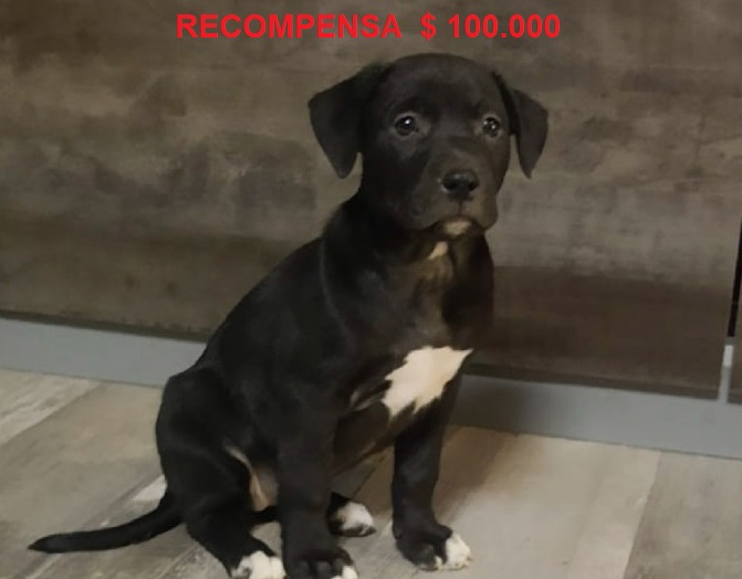 Buscamos a Preta, una cachorra mestiza cruza Pitbull