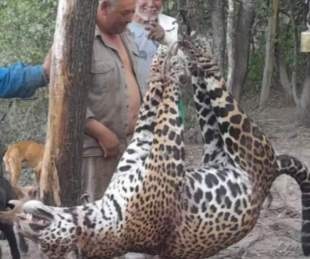Cazadores furtivos mataron un yaguareté en Formosa
