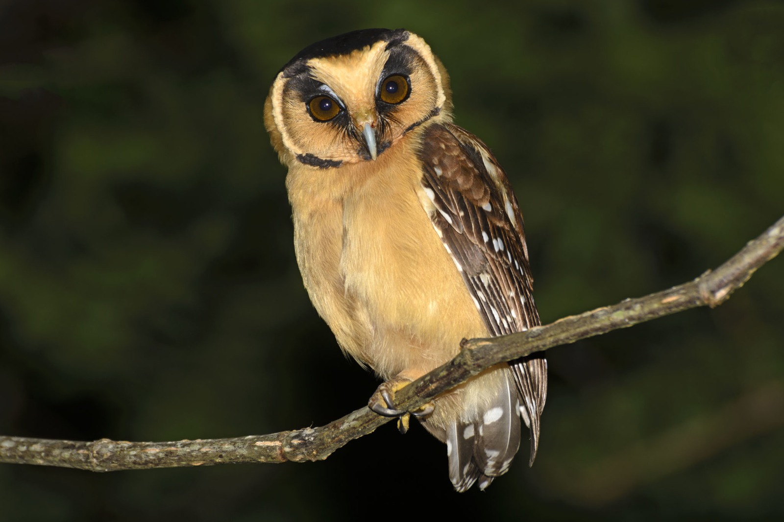 Un hallazgo que vuela alto: registran por primera vez a la Lechuza Canela en el Parque Nacional El Impenetrable