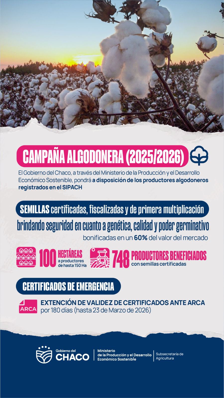 El gobierno del Chaco impulsa la siembra algodonera con semillas bonificadas y créditos especiales