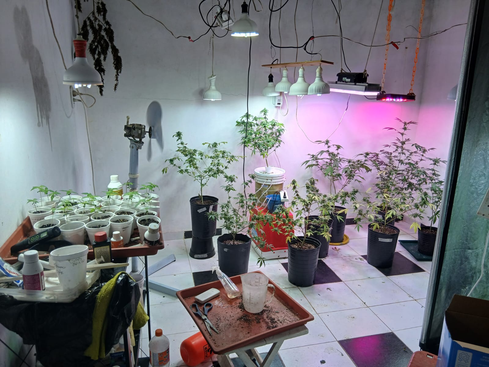 Coronel Du Graty: operativo antidrogas: secuestran más de 60 plantas y casi un kilo de marihuana